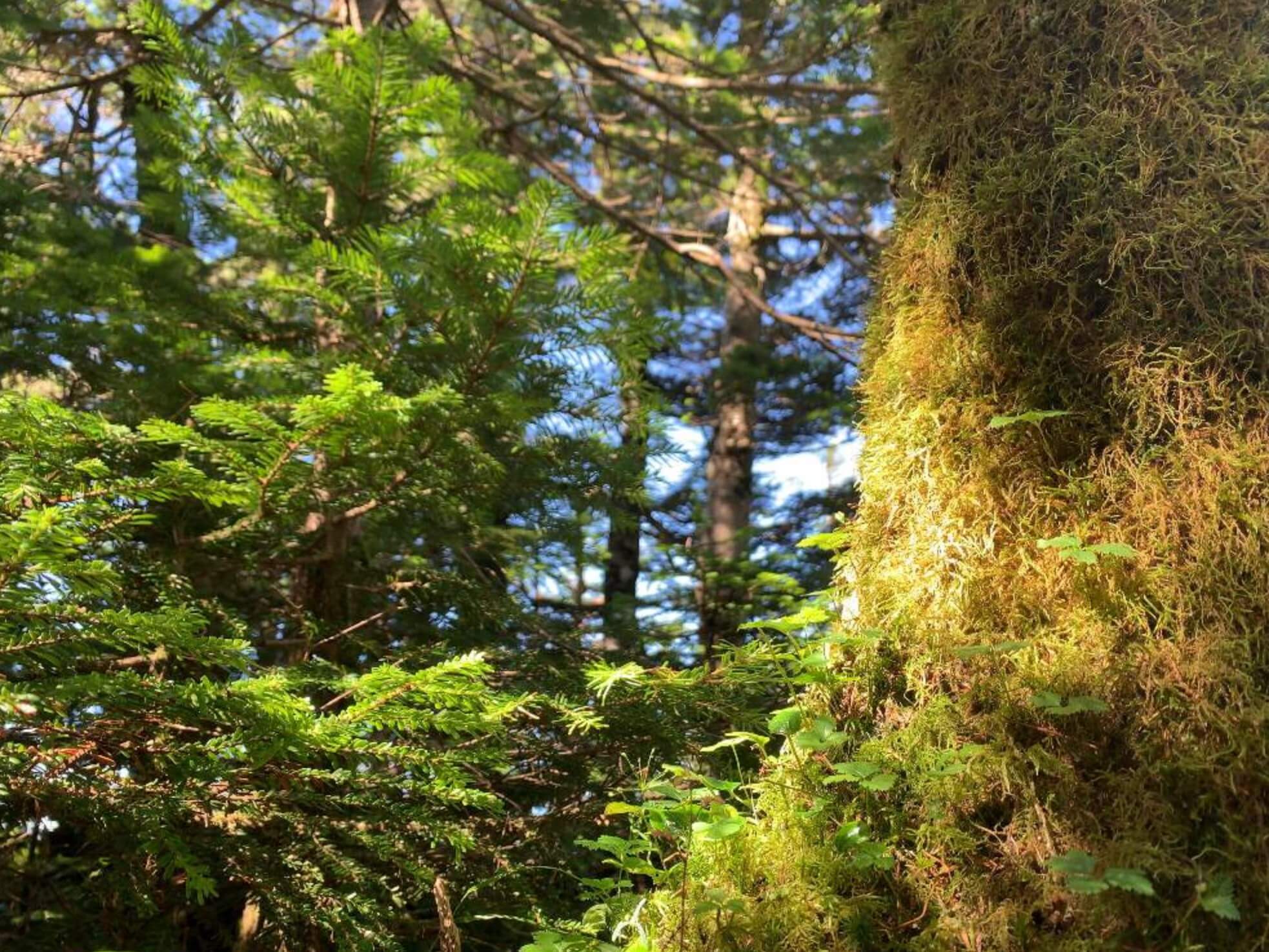 トウヒとは 育て方や花言葉 松やモミと違いは Greensnap グリーンスナップ