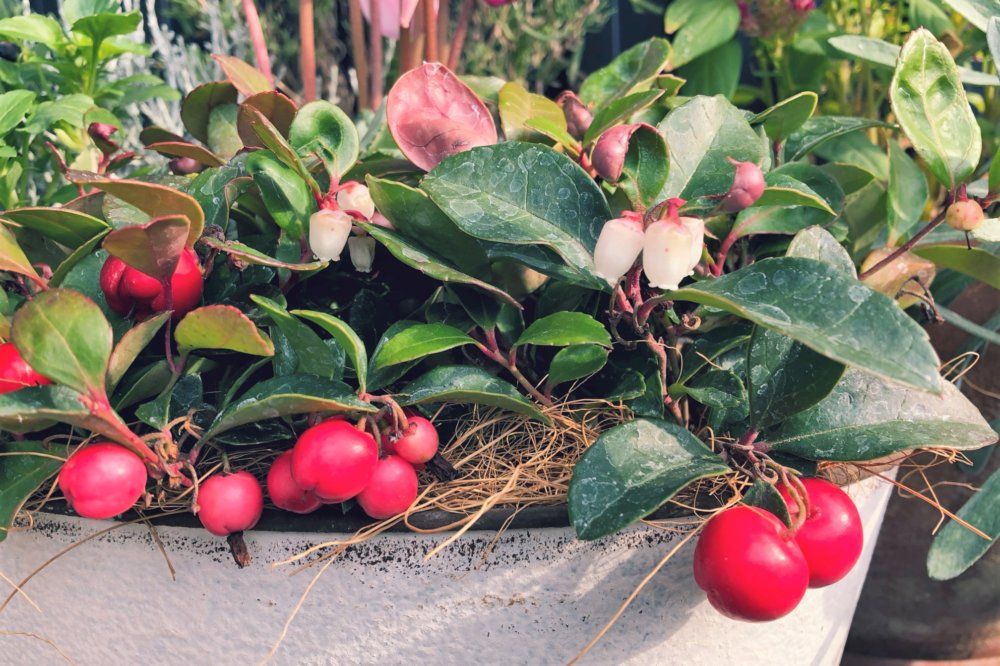 チェッカーベリー