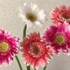 ガーベラの花が終わったら｜葉や茎が枯れたあとの手入れや種の取り方は？の画像