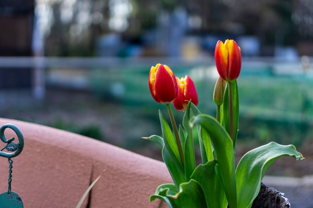 チューリップの画像