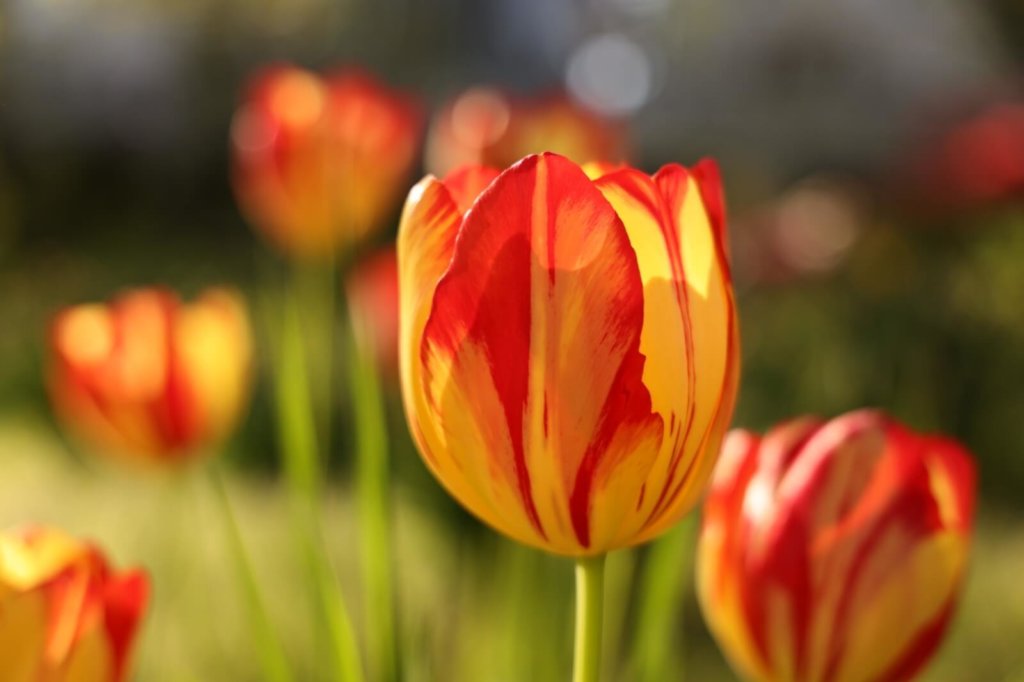 チューリップの画像