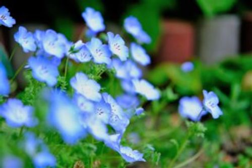 ネモフィラの寄せ植え 作り方やおすすめの花 管理方法は Greensnap グリーンスナップ