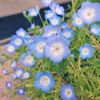 ネモフィラの寄せ植えに相性のいい花草はの画像