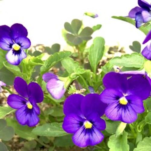 ネモフィラの寄せ植え 作り方やおすすめの花 管理方法は Greensnap グリーンスナップ