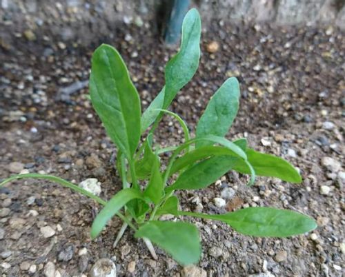 ほうれん草の病気 害虫 対策や予防 生理障害ってなに Greensnap グリーンスナップ