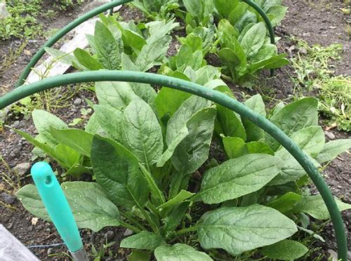 ほうれん草の病気 害虫 対策や予防 生理障害ってなに Greensnap グリーンスナップ