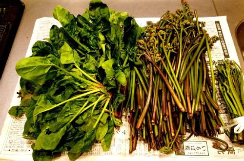 ほうれん草の病気 害虫 対策や予防 生理障害ってなに Greensnap グリーンスナップ