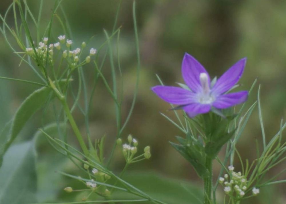 ヒナキキョウソウ
