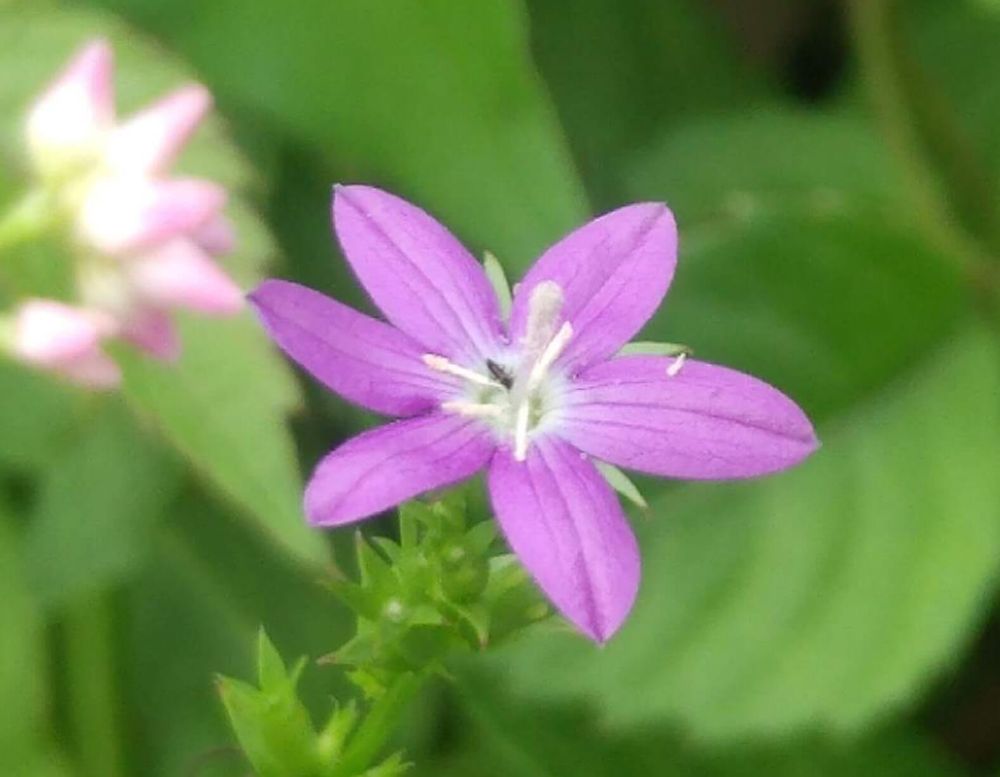 ヒナキキョウソウ