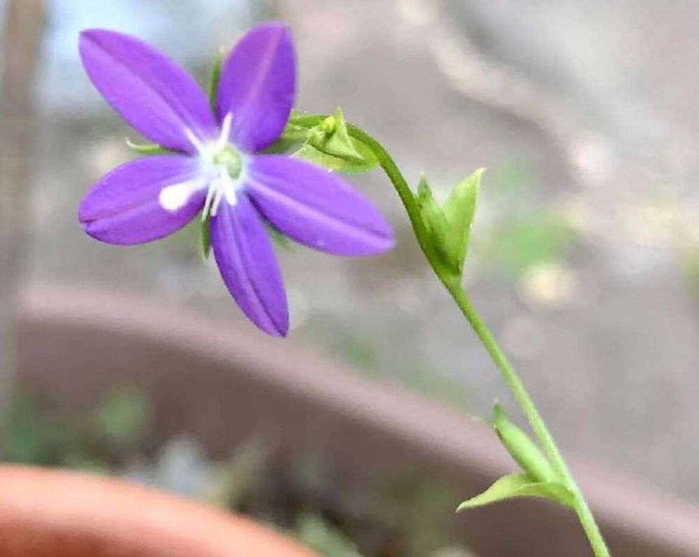 ヒナキキョウソウ