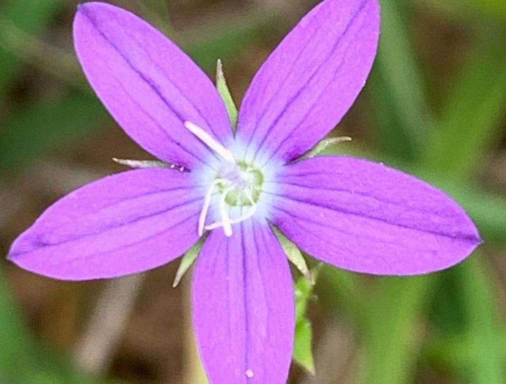 ヒナキキョウソウ