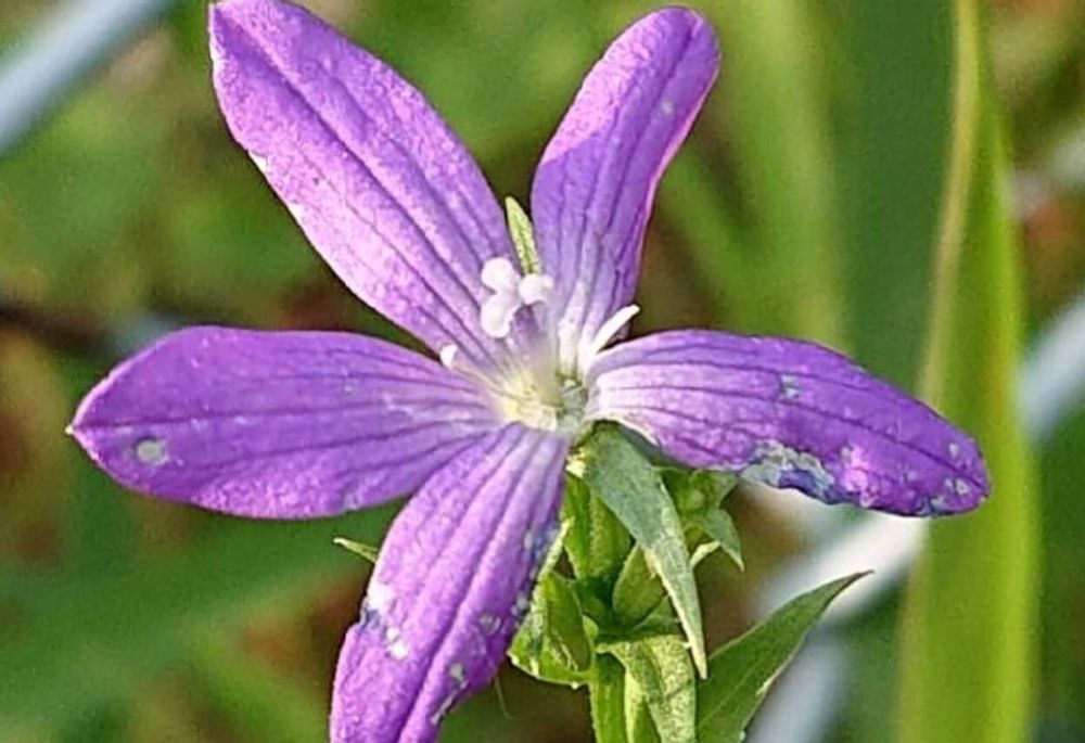 ヒナキキョウソウ