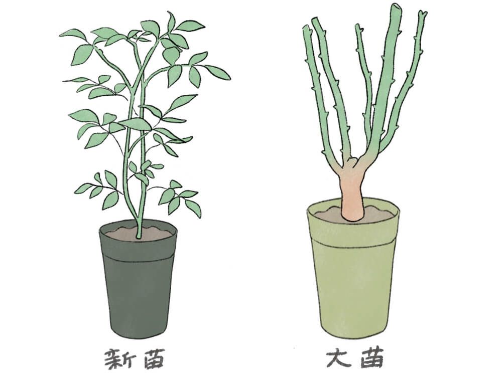 イラスト：バラ(薔薇)の新苗と大苗