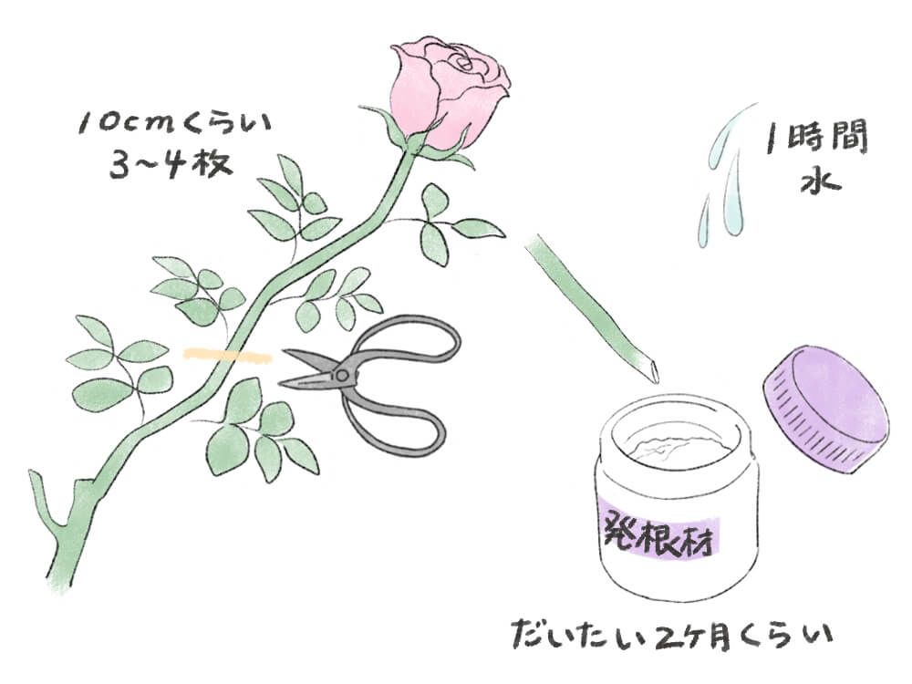 イラスト：バラ(薔薇)の挿し木の仕方