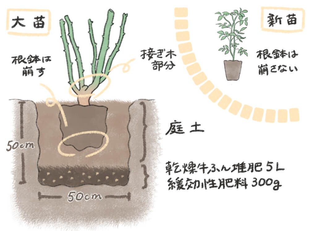 イラスト：バラ(薔薇)の苗の植え付け方　地植え