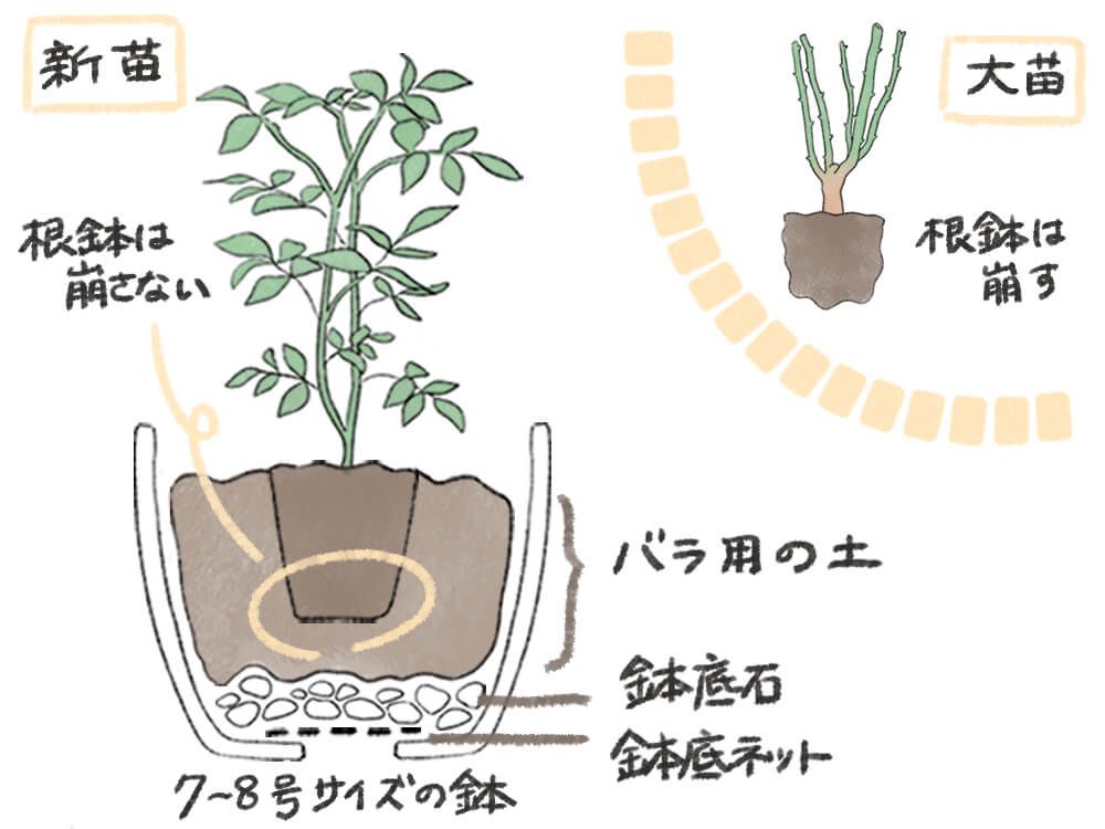 イラスト：バラ(薔薇)の苗の植え付け方　鉢植え