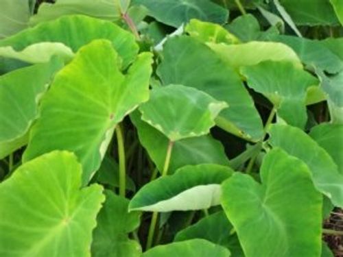 里芋 サトイモ の種類 珍しい品種やそれぞれの特徴は Greensnap グリーンスナップ