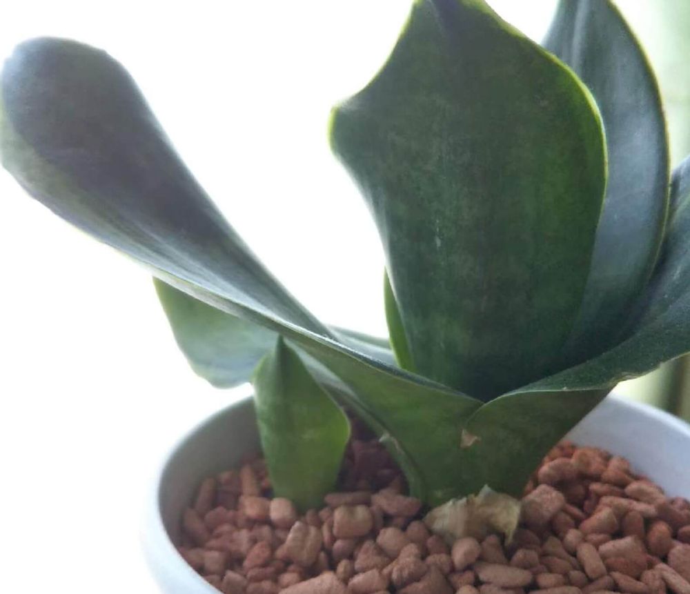 サンスベリアハニー