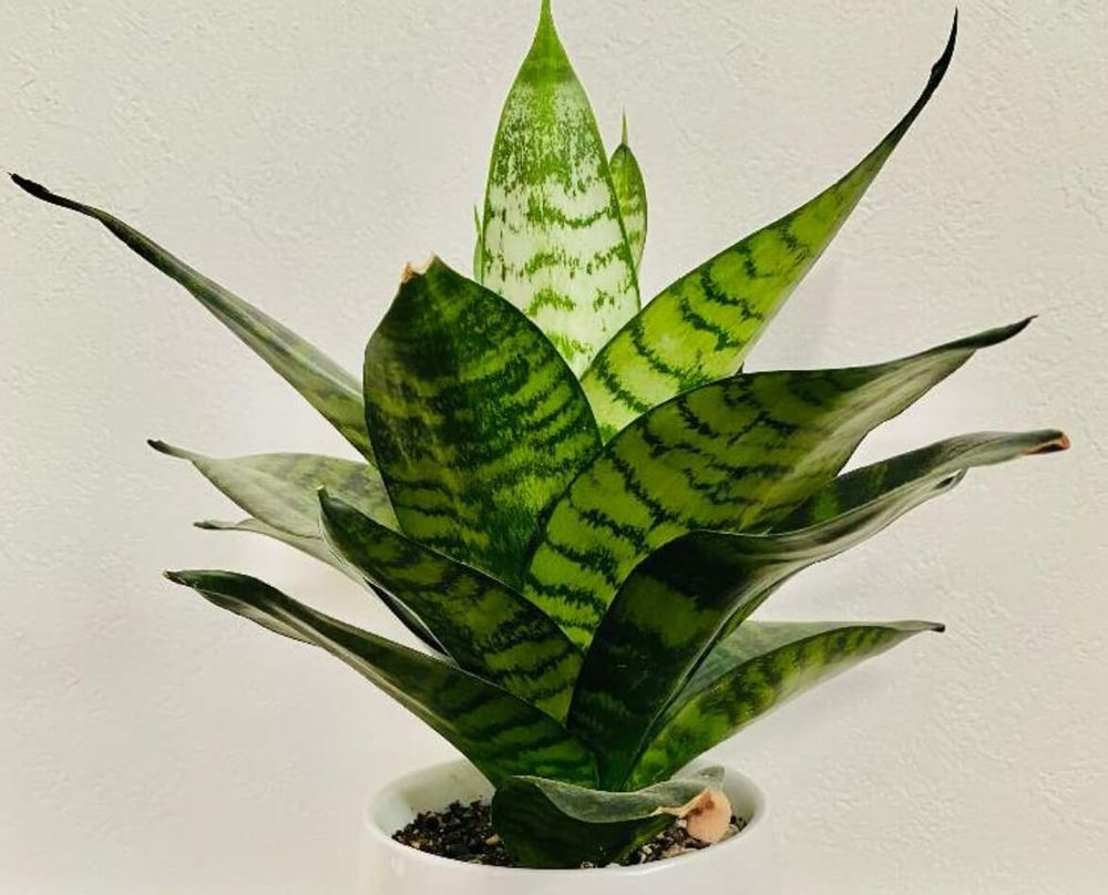 サンスベリアハニー