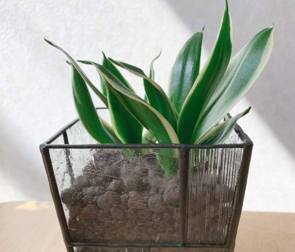 サンスベリアハニー