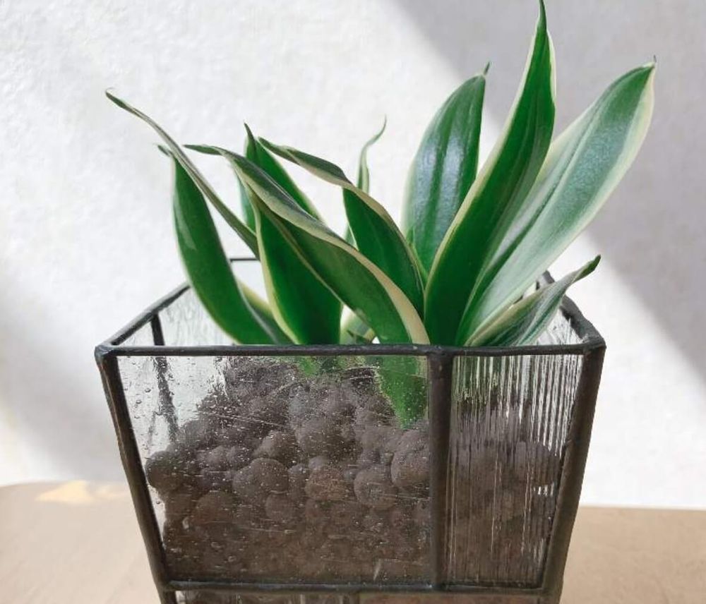 サンスベリアハニー