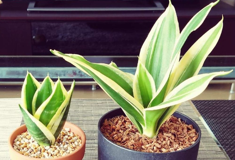 サンスベリアハニー