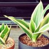 サンスベリア(トラノオ)が伸びすぎる原因と対策、倒れてきたらどうする？の画像