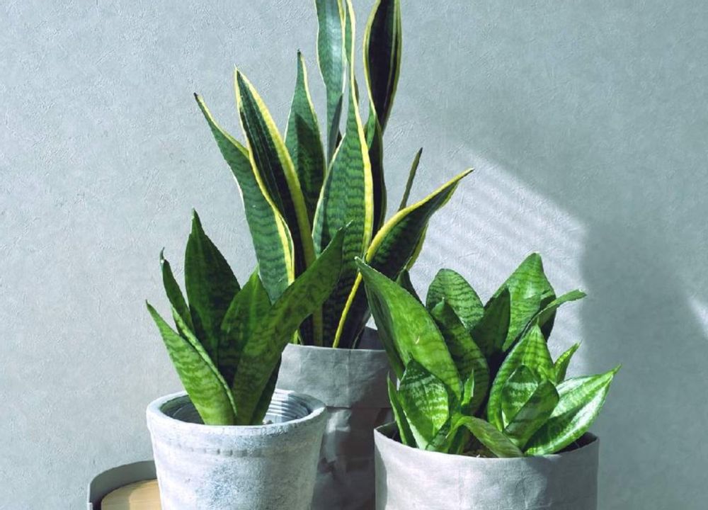 サンスベリアハニー