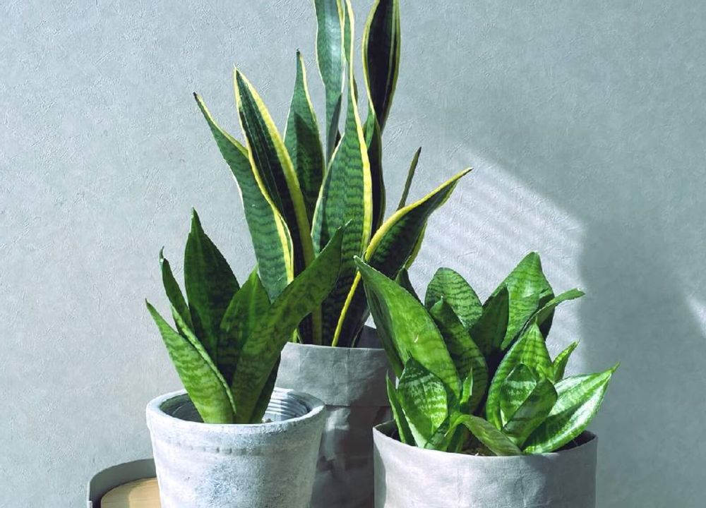 サンスベリアハニー