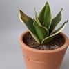 サンスベリア・ハニーの育て方｜季節ごとに水やり、植え替えの時期や増やし方は？の画像