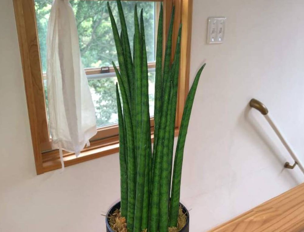 サンスベリアスタッキー