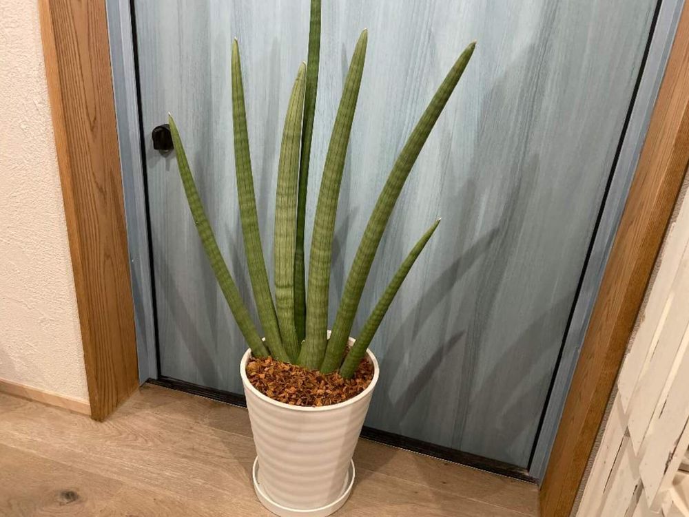 サンスベリアスタッキー