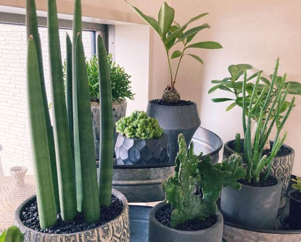 サンスベリアスタッキー