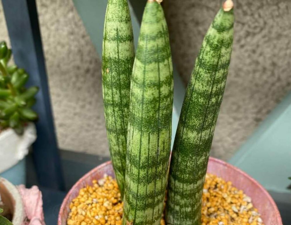 サンスベリアスタッキー