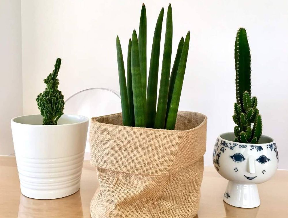 サンスベリアスタッキー