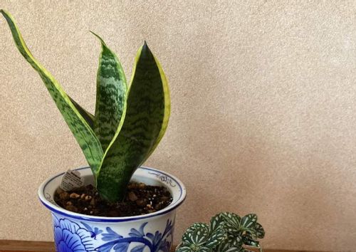 サンスベリアの水耕栽培 時期や方法 水を替える頻度は Greensnap グリーンスナップ