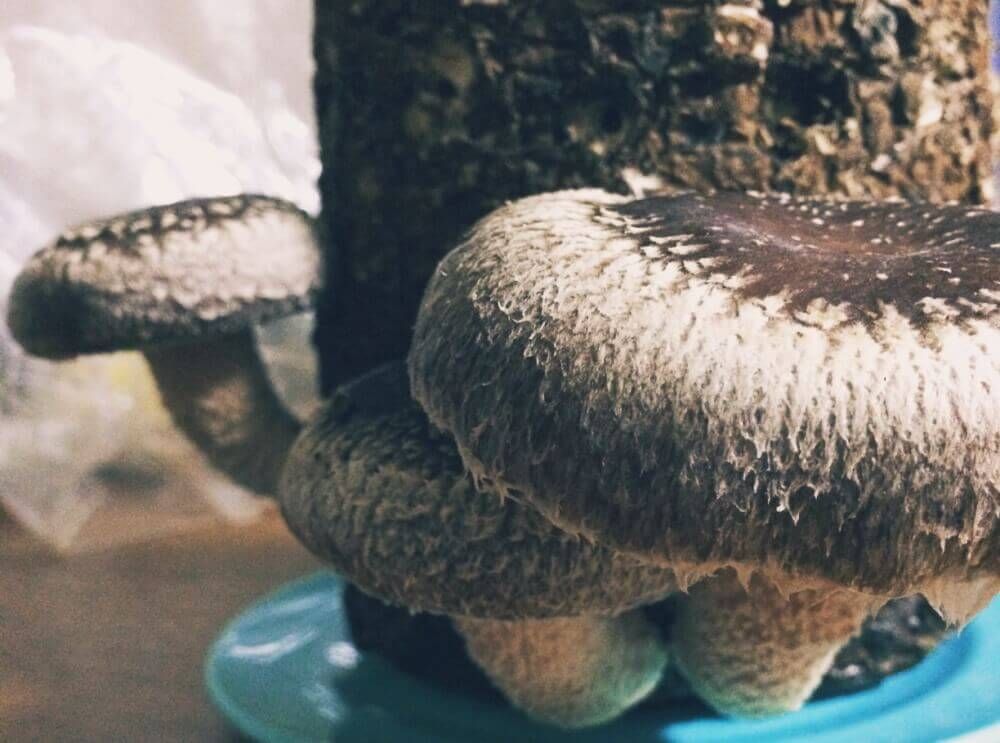 菌床栽培　椎茸