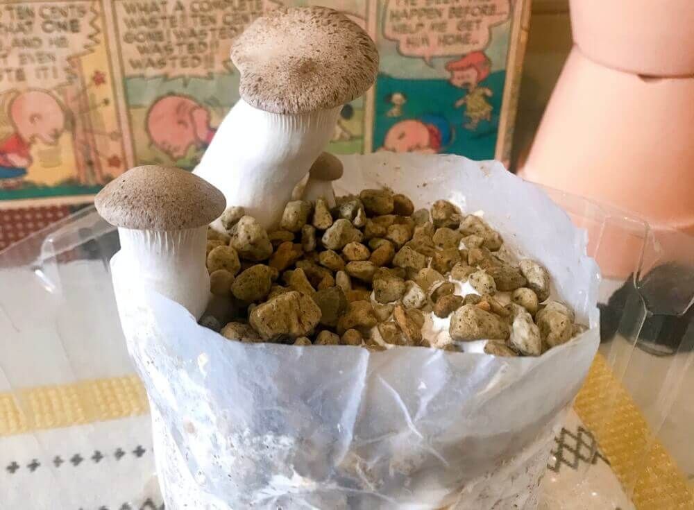 栽培キット　エリンギ