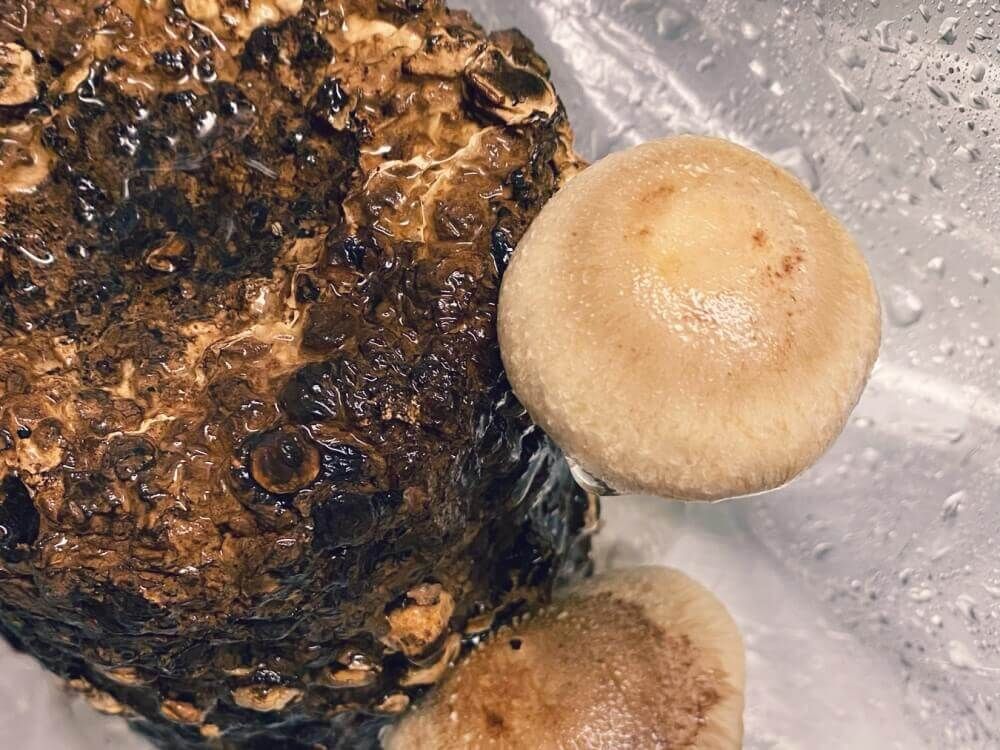 栽培キット 椎茸