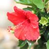 ハイビスカスの植え替え｜時期や方法、土はどうする？の画像