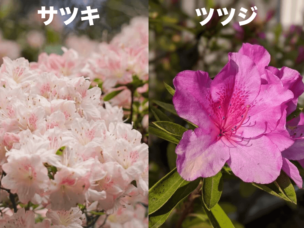写真付 サツキとツツジの違い 花や葉 開花時期 おしべの数での見分け方は Greensnap グリーンスナップ