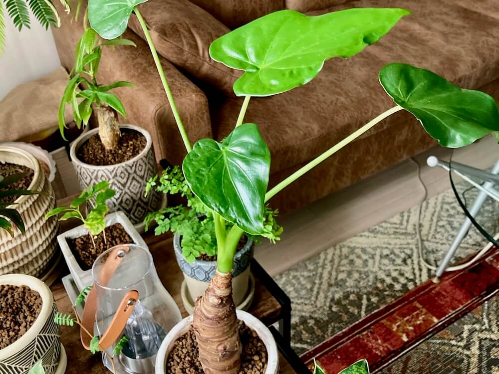 初心者必読 観葉植物の育て方 基本のお手入れ方法や置き場所は Greensnap グリーンスナップ