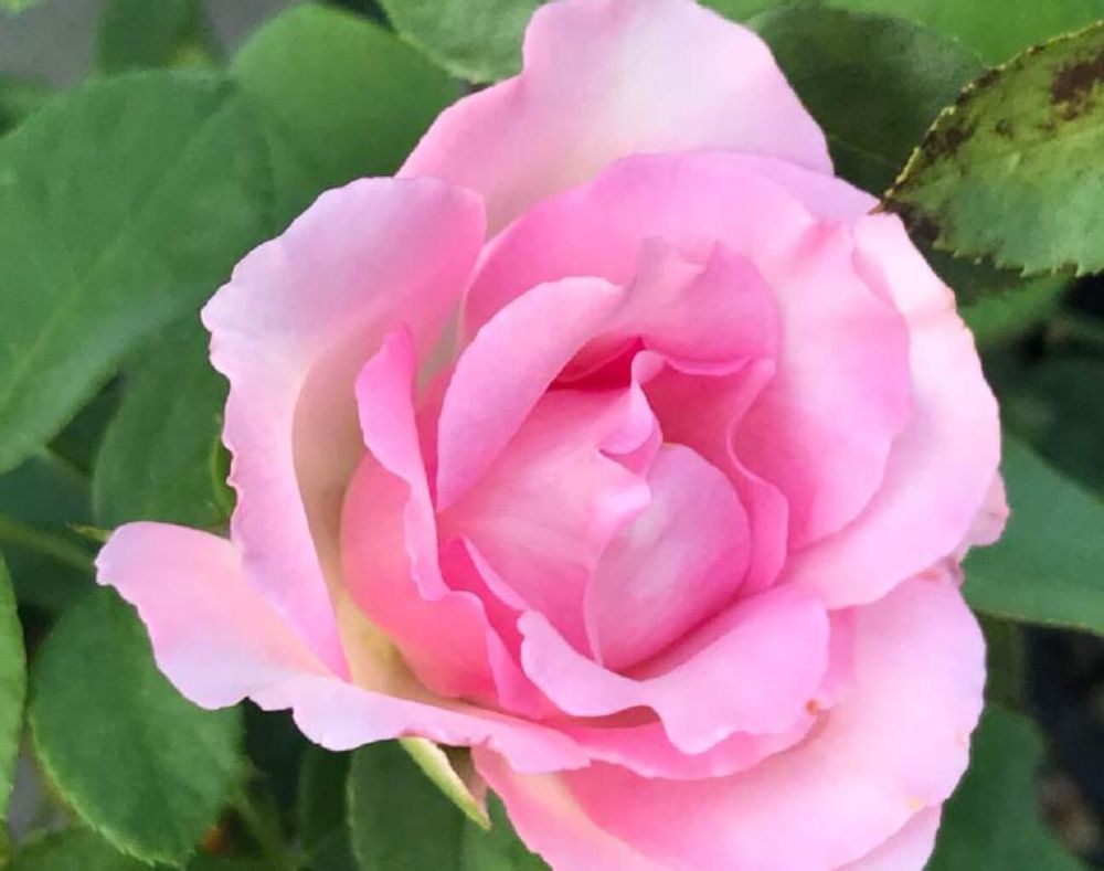 バラストロベリーアイス