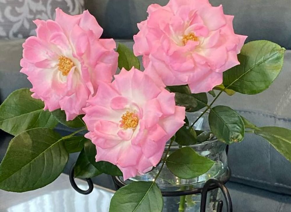 バラストロベリーアイス