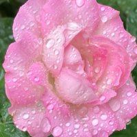 バラ・ストロベリーアイスとは｜育て方や花の色は？の画像
