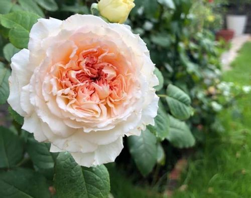 バラ トロイメライとは 鉢植えでの育て方や花の特徴 香りは Greensnap グリーンスナップ