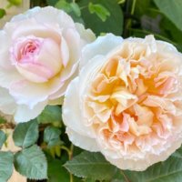 バラ・トロイメライとは｜鉢植えでの育て方や花の特徴、香りは？の画像