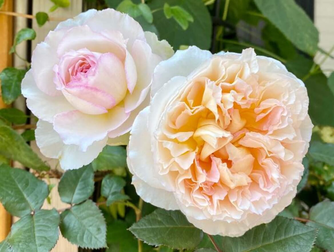 バラ トロイメライとは 鉢植えでの育て方や花の特徴 香りは Greensnap グリーンスナップ