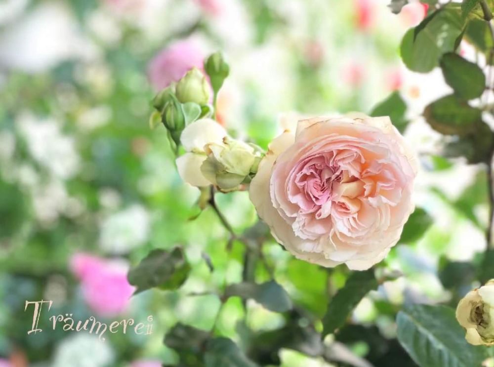 バラトロイメライ