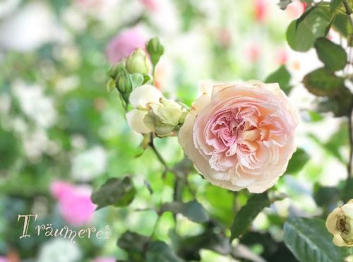 バラ トロイメライとは 鉢植えでの育て方や花の特徴 香りは Greensnap グリーンスナップ